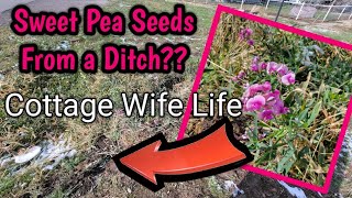 Cottage Wife Life FREE Fall Sweet Pea Seed Harvest utah [upl. by Rifkin]