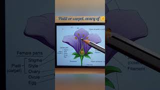 pistil or carpel ovary in flowerneet medical education biology shorts short ytshorts [upl. by Fredette975]