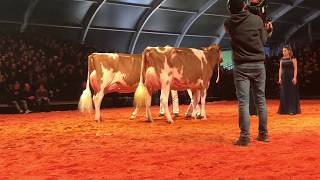 Junior Champion Red Holstein Europameisterschaft Libramont 2019 [upl. by Attehcram]