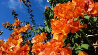 Buganvillia plant orange flowers  Bougainvillea Hawaiian Gold  yellow flowers HD14 [upl. by Nnalyrehs]