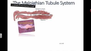 Malpighian Tubules IB Biology [upl. by Pollak]