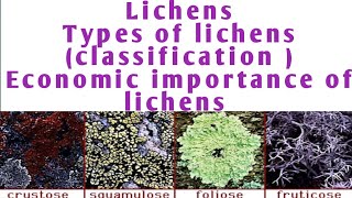 Lichens classification of lichen  economic importance of lichen  types of lichen [upl. by Anwahsed785]