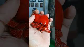 Kelomang merah memakai cangkang merah ♥️ kelomang hermitcrab coenobita [upl. by Okimuk826]