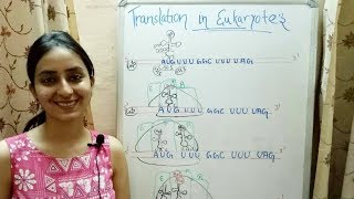 Translation in Eukaryotes  Lecture 12 [upl. by Whallon]