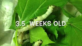 Silkworm lifecycle worm to cocoon [upl. by Ahsap]