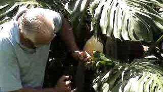 Monstera Deliciosa Jam Recipe Natures Laxative [upl. by Ytineres]