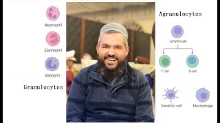 L23 Granulocytes and Agranulocytes An introduction [upl. by Oicam]