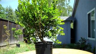 How I created The Walking Boxwood Bonsai Part 1 Pruning [upl. by Pickett]