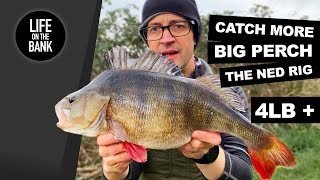 BIG PERCH FISHING  THE NED RIG UK 4LB ON LURES [upl. by Ecilahs]