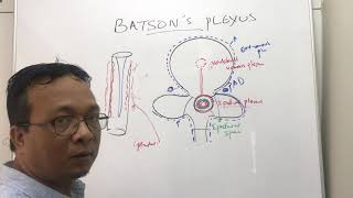 Batson venous plexus Batson veins [upl. by Wrdna501]