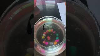 Fishbowl 🐠🐟 song music movie love subscribemychannel shorts viralvideo shortsvideo [upl. by Leor682]