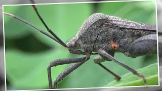 Leaf Footed Bug Acanthocephala terminalis [upl. by Lerud]