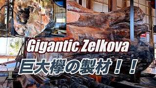 巨大欅の製材動画です。GIGANTIC ZELKOVA [upl. by Akinit]