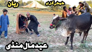 Eid Mal Mandi  Tuti Gull Ao Reyan New Funny Video 2024 by Tuti Gull Vines [upl. by Hamburger]