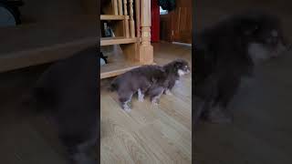 Finnish Lapphund Puppies playing at 6 weeks [upl. by Bowe683]