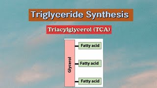 Triglyceride Synthesis Triacylglycerol TCA metabolism biochemistry lipids [upl. by Rubetta]