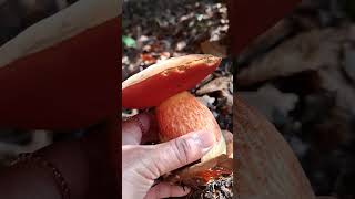 A family of Flockenstieliger HexenRöhrlindFlakyStemmed Witch Bolete mushroom RedFooted Boletus [upl. by Cirek]