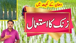 How and when to use zinc fertilizer in rice crop  Abid Ali Agrarian [upl. by Josey]