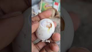 egg hatching process shorts [upl. by Lacie]