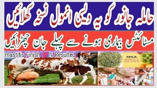 mastitis treatment in cowsl Buffaloll Thanno ki Bimari ka Desi anmool nuskha [upl. by Suirrad]