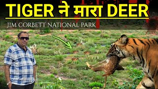 TIGER 🐅 की दहशत से सहमा सुंदरखाल 😱 रोज़ कर रहा नया शिकार😰 jimcorbettpark [upl. by Luamaj]