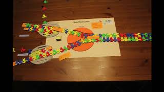 DNA Replication stop motion video [upl. by Redan627]