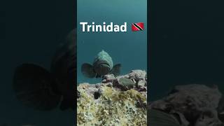 Trinidad Marine life [upl. by Ailerua659]