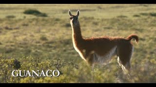 Guanaco  Nueva familia de billetes Animales autóctonos de Argentina [upl. by Coppola]