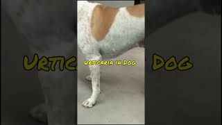 urticaria in dog hives  dog at vet  pets [upl. by Carolyn539]