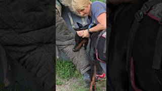 😮Dobermans Death Grip Service Dog Training GUARDODESSA Odessa Ukraine [upl. by Wende]