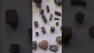 Interesting Fossils from an Old Quarry shorts rockhound fossil [upl. by Dunstan188]