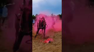 🔥😈முத்து களத்தில்🔥 வெறித்தனமான ஆட்டம்😈🔥jallikattushortssongbull [upl. by Leahcin464]