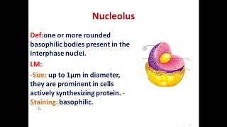 10 chromatin and nucleolus 2020 [upl. by Glynas]