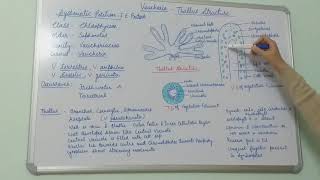 Vaucheria Thallus Structure BSc Part I Dr Vinod Kumari [upl. by Clair]