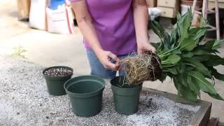 How to repot a Peace Lily [upl. by Yevi]