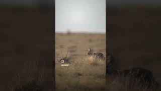 Speedgoat gets dropped Killshot hunting huntingvideo [upl. by Prud]