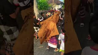 NGELAWANG BARONG BARONG BANGKUNG BESAR VS KECIL BERAKSI🙏 barong bali galunganlankuningan [upl. by Otreblon]