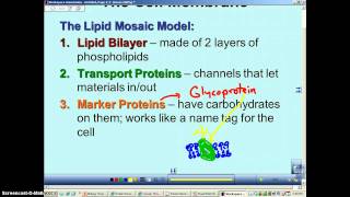 Chapter 7 Podcast 7 Cell Membrane Structure amp Function [upl. by Suzette]