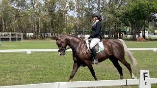 NOVICE 21 DRESSAGE TEST  WITH INTEST SCORING [upl. by Tudor]