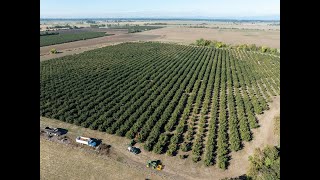 D2 Farms Hazelnut Harvest [upl. by Weitzman859]