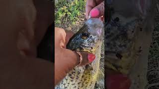 I got this finicky crappie to bite my hook crappie fallcrappie fishingforcrappie [upl. by Nerta991]