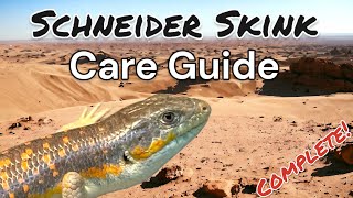 The Complete Schneider Skink Care Guide [upl. by Carolus]