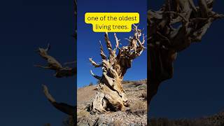 Oldest tree in the world youtubeshorts facts factshorts science school shortsfeed short [upl. by Anse]