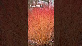 cornus midwinter fire 말채나무 미드원터파이어 대림원예종묘 shorts [upl. by Janessa82]