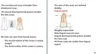 maxillary first molar morphology [upl. by Beka223]