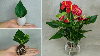 Propagation of anthurium from leaves planting anthurium in eggs 100 success [upl. by Llirrehs]