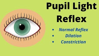 Pupil Reflex or Reaction to Light  Dilation and Constriction  Light Reflex [upl. by Garson]