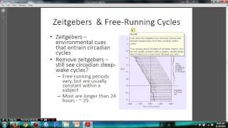 Psychology 306 Biopsychology  Chapter 14 Zeitgebers and Free RunningCycle [upl. by Meeks]