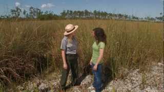 Everglades Mountains and Valleys Sawgrass Prairie [upl. by Attenoj]