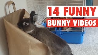 14 Funny Bunny Videos  Awesome Bunnies Compilation [upl. by Erodroeht775]